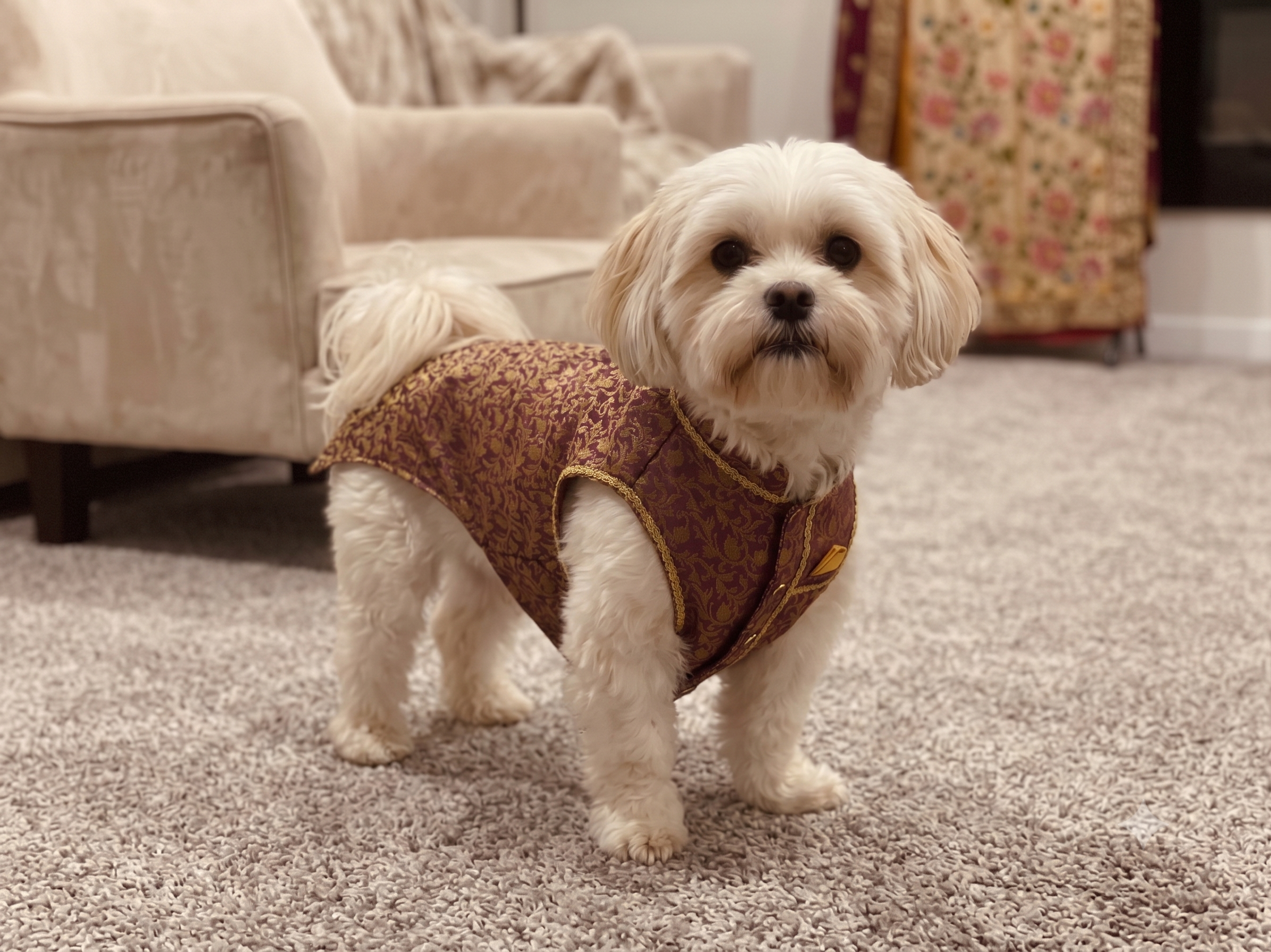 Regal Paws Purple Heritage Dress for Male Dogs- Gold Trim Edition_128