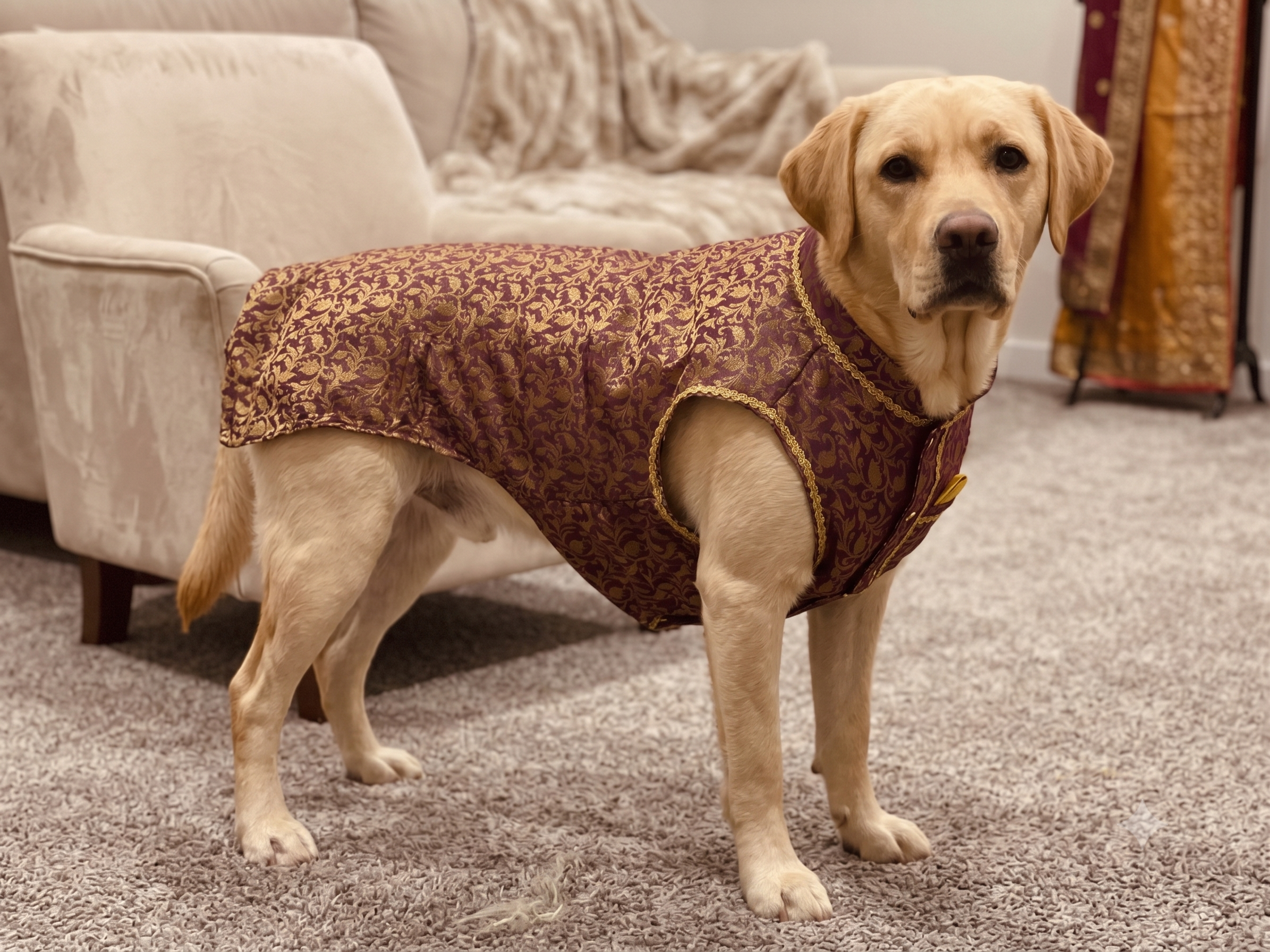 Regal Paws Purple Heritage Dress for Male Dogs- Gold Trim Edition_128